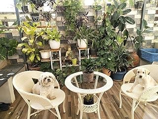 Patio Seating Chair and Table Set Garden Coffee Table Set with 1 Table and 2 Chairs Set Outdoor Furniture (Cream) - Rattan